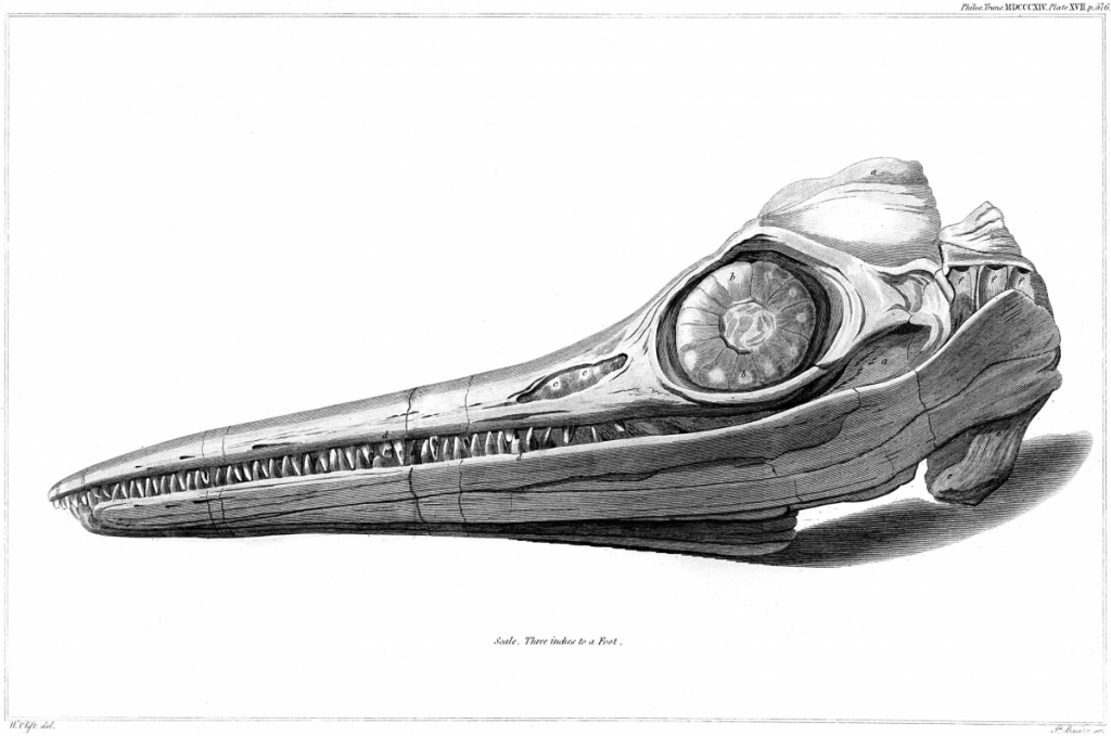 nthe fossil skull of an ichthyosaur discovered by joseph anning and mary anning in 1812. engraving 1814