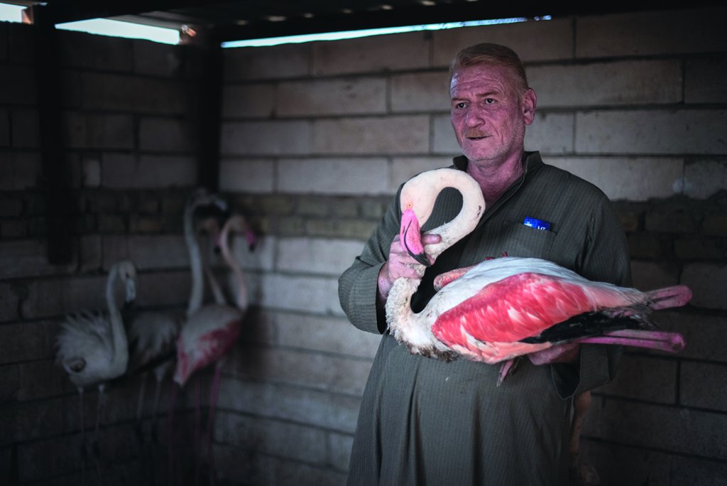 Sharrock Iraq Flamingos HD 14 A