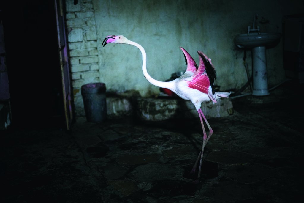Sharrock Iraq Flamingos HD 21 A